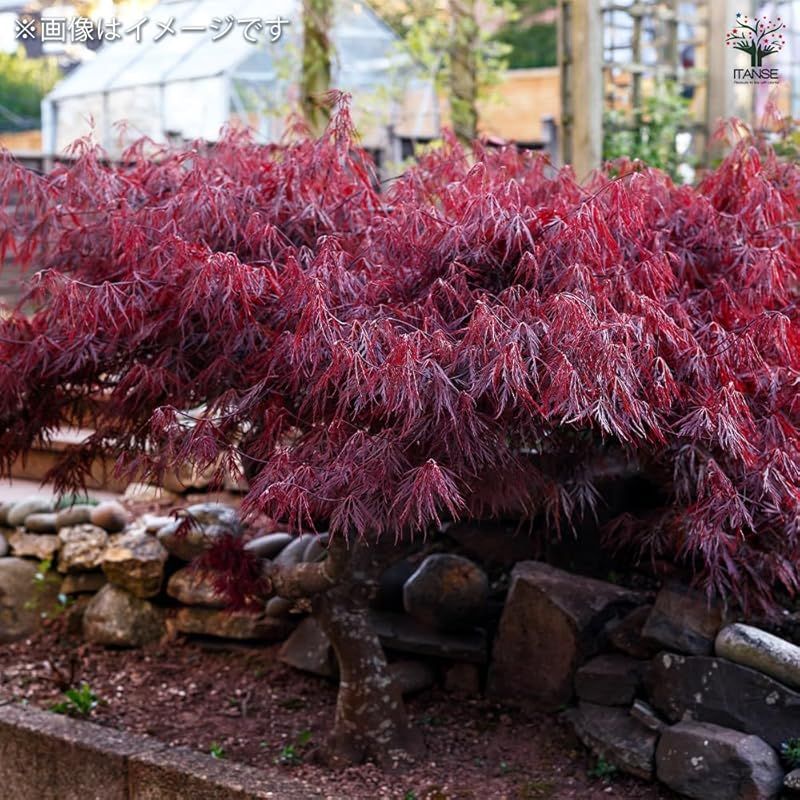 ＩＴＡＮＳＥ モミジ