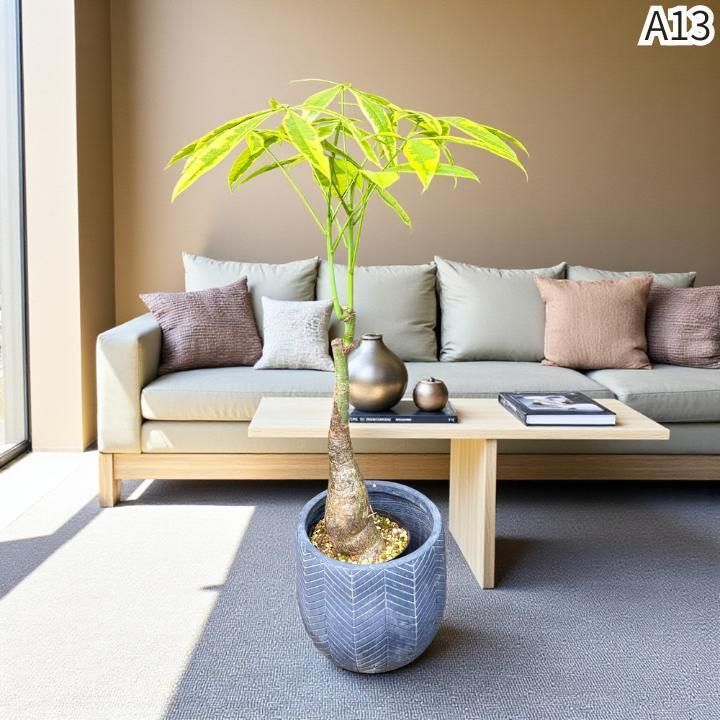 パキラムーンライトA13・接ぎ木・枝分岐パラソル仕立て/無機質