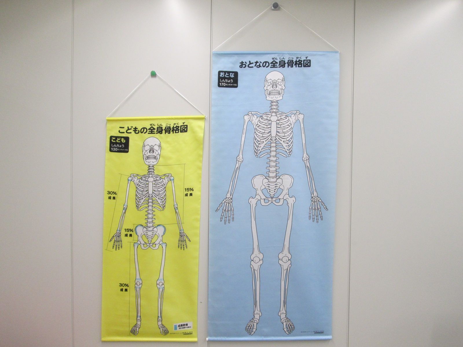 全身骨格図（おとな・こども）【現地引取のみ、配送不可】