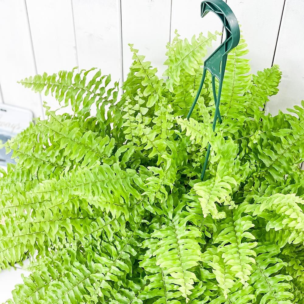 PLANCHU 観葉植物 ネフロレピス ツデー 7号吊り鉢 育て方説明書付き Nephrolepis exaltata ‘Teddy Junior’ ボストンファーン ボストンファン シダ植物