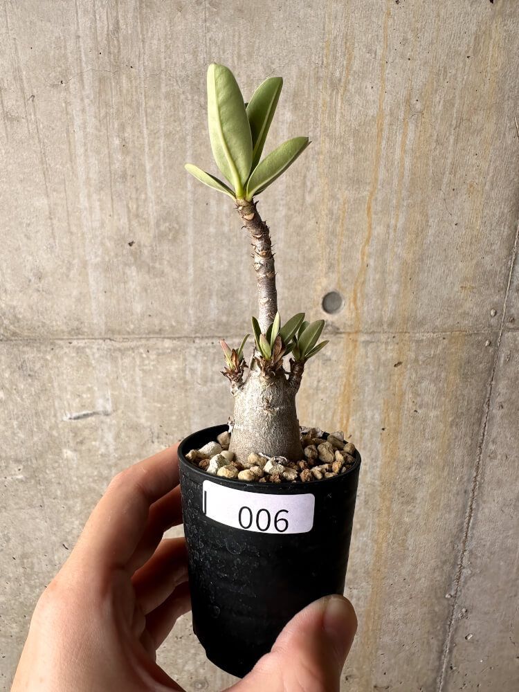 現品限り】アデニウム・アラビカム【I6】 Adenium arabicum【植物】塊根植物 夏型 コーデックス - メルカリ