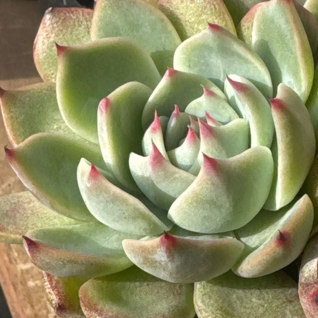 チワワエンシス❣️3頭❣️札付き❗️多肉植物 抜き苗 - メルカリ
