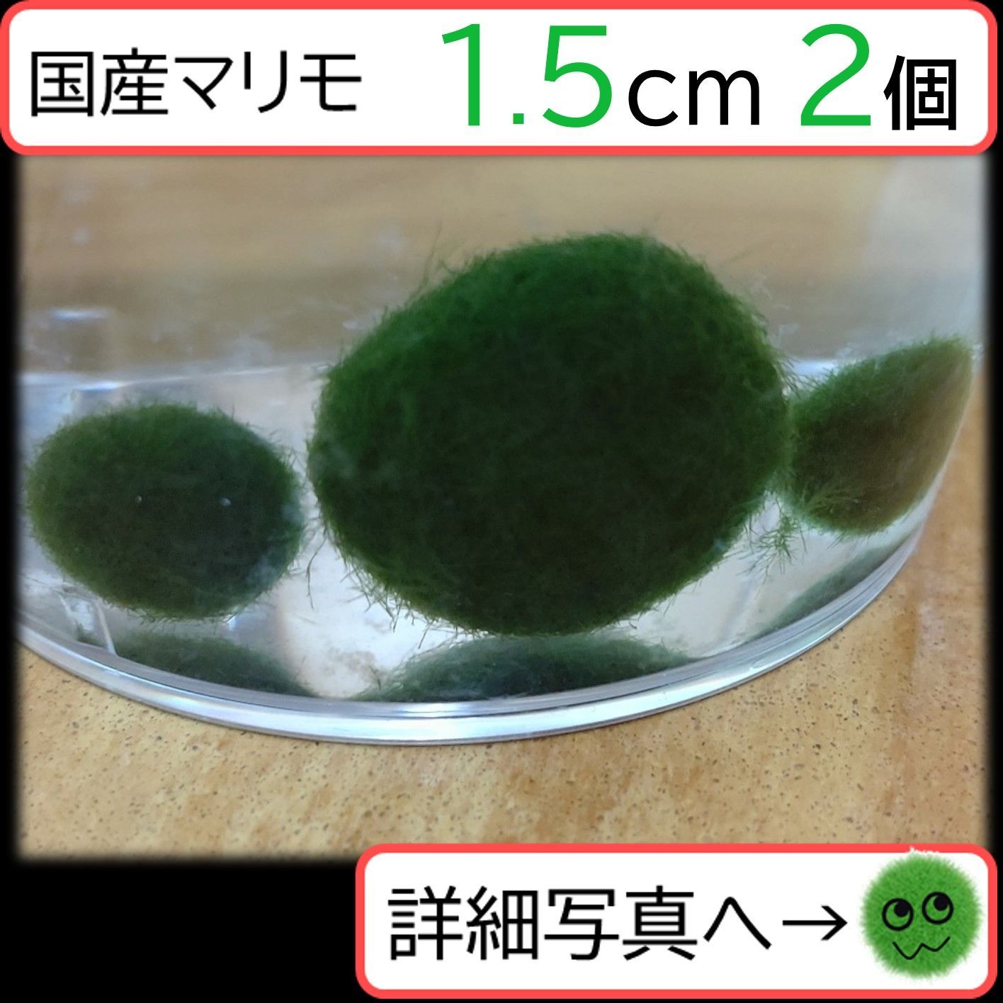 国産まりも1.5cm×2】アクアリウム 水草 NOTおみやげ価格 - メルカリ