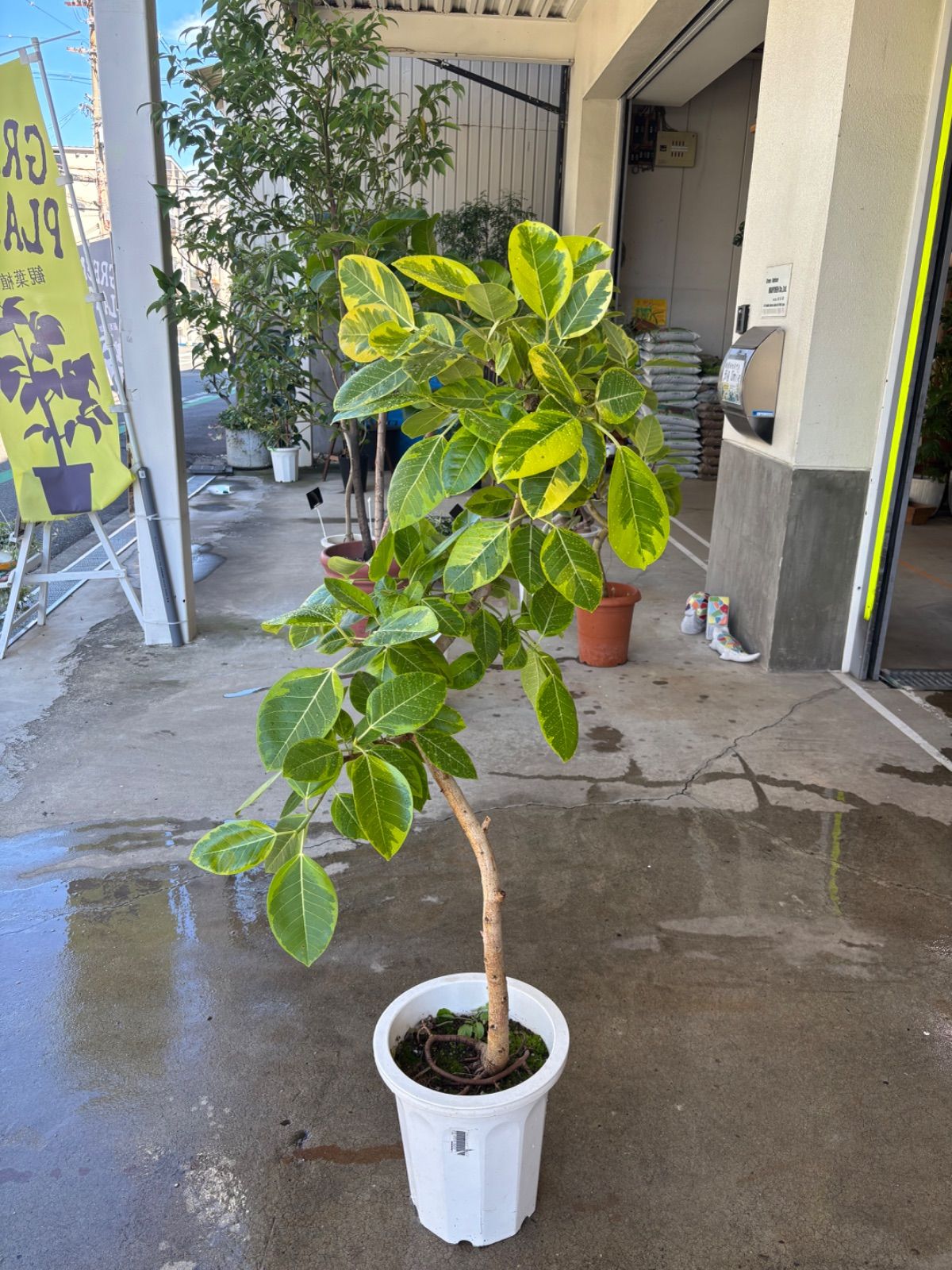 【安心の発根済株/接木/鉢込】 パンダガジュマル　斑入 コンパクトサイ 安心の発根済株/接木/鉢込】 パンダガジュマル 斑入 コンパクトサイ パンダ