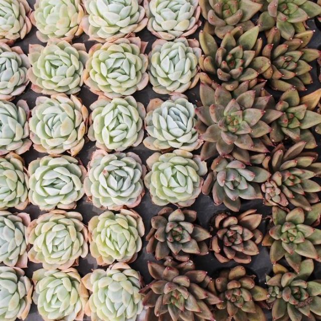 韓国苗 エケベリア おまかせ5種類セット アソート 多肉植物 S～M