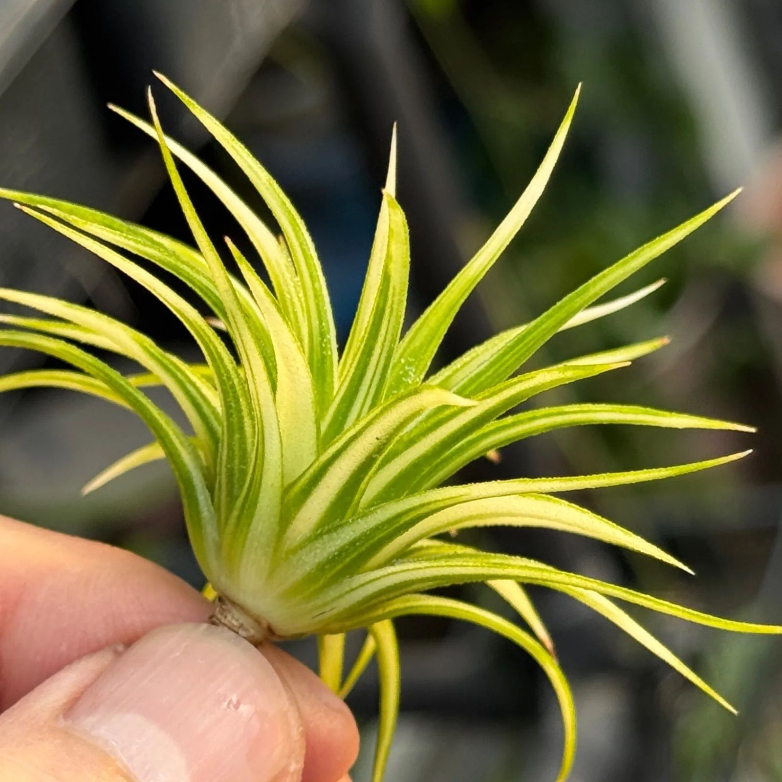 アルボマージナータ Tillandsia