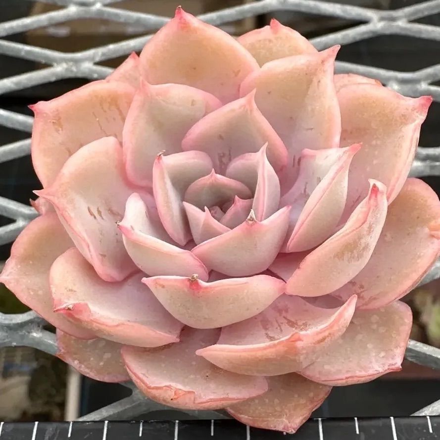 ピンキールミ② 【現品】エケベリア 多肉植物 カット苗 - メルカリ