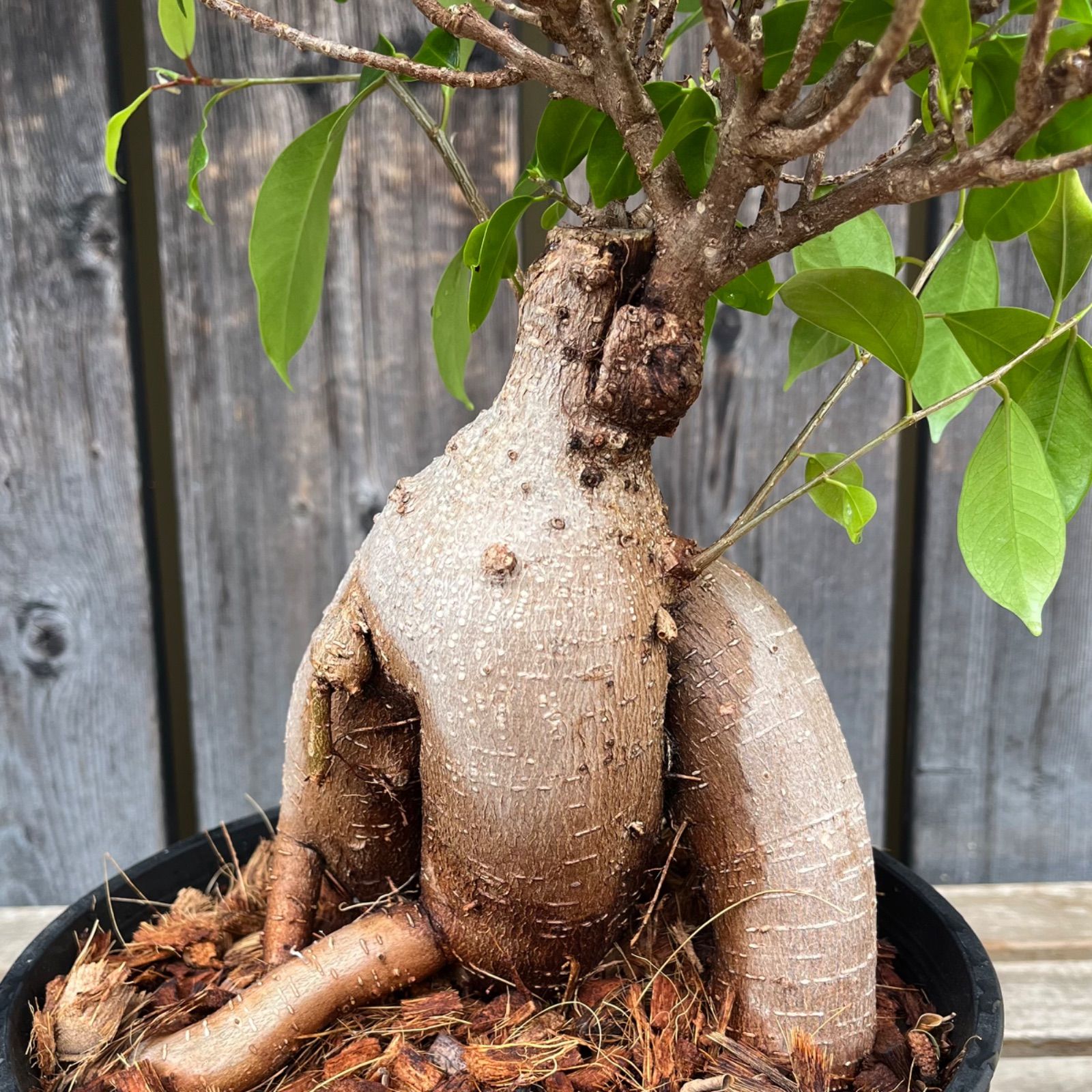 ガジュマル 6号平鉢 幹の形がカッコイイ❗️ - メルカリ
