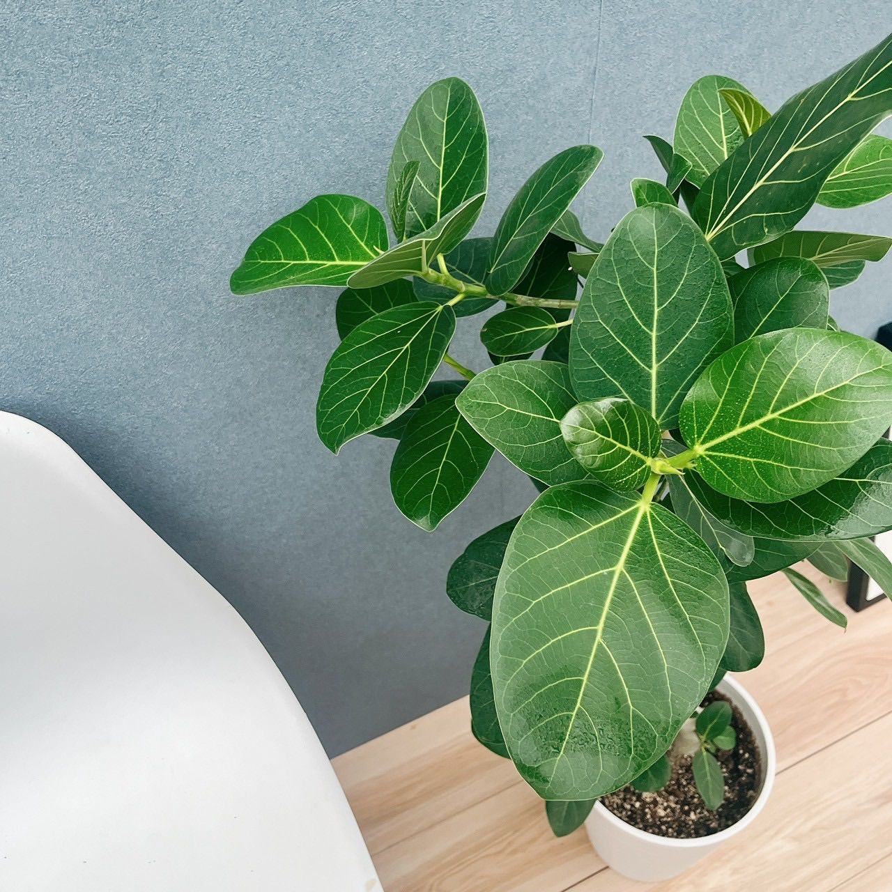 エステー①　フィカス　アルテシマ　8号　特大苗木最高等級極上品‼️ エステー① フィカス アルテシマ 8号 特大苗木最高等級極上品