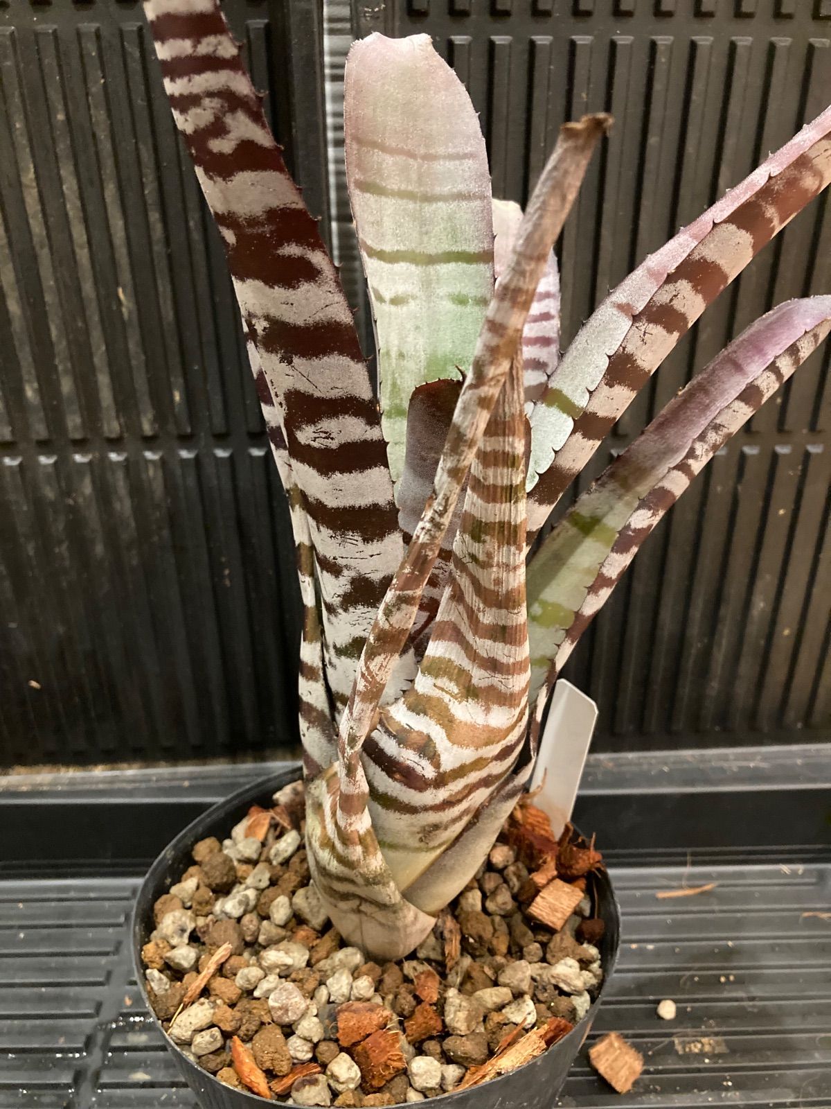 エクメア ブラックビューティー 子株付き エクメア ブラックビューティー 子株付き エクメア ブラック