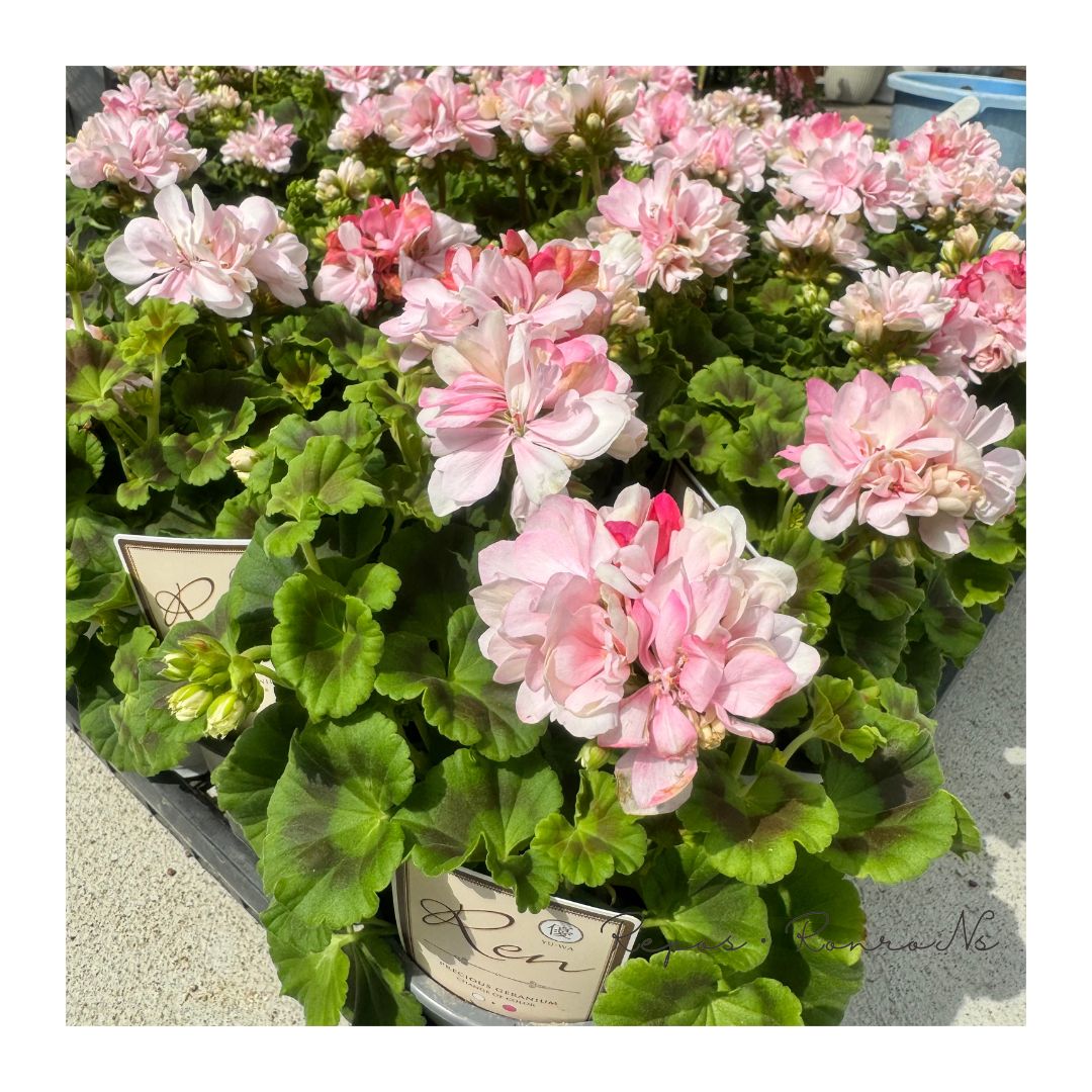 ✿希少ゼラニウム苗✿ ゼラニウム：Ren〈レン〉（4号）希少品種 花苗 珍しい