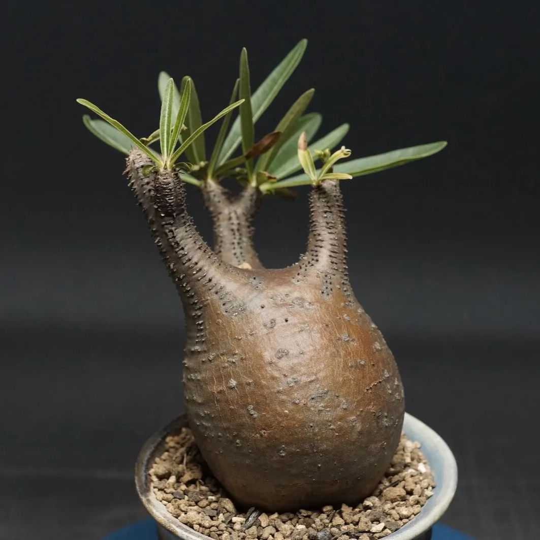 種子パキポディウム・グラキリス 実生株 自家2024 10s