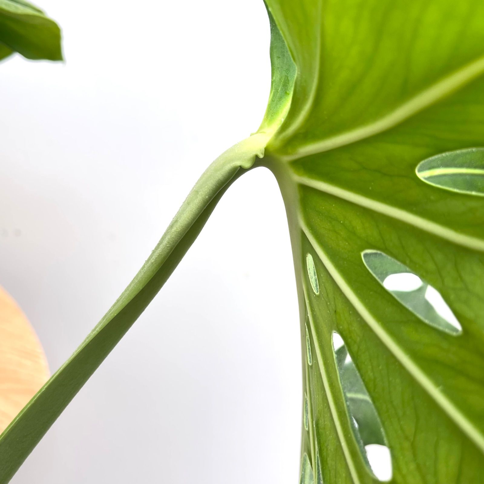 モンステラ デリシオサ 14【現品】観葉植物 幹上がり 室内 大型