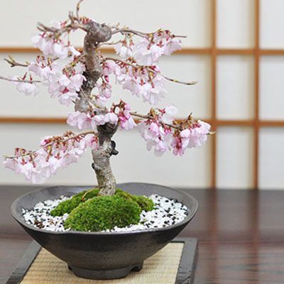 十月桜 十月桜盆栽です。