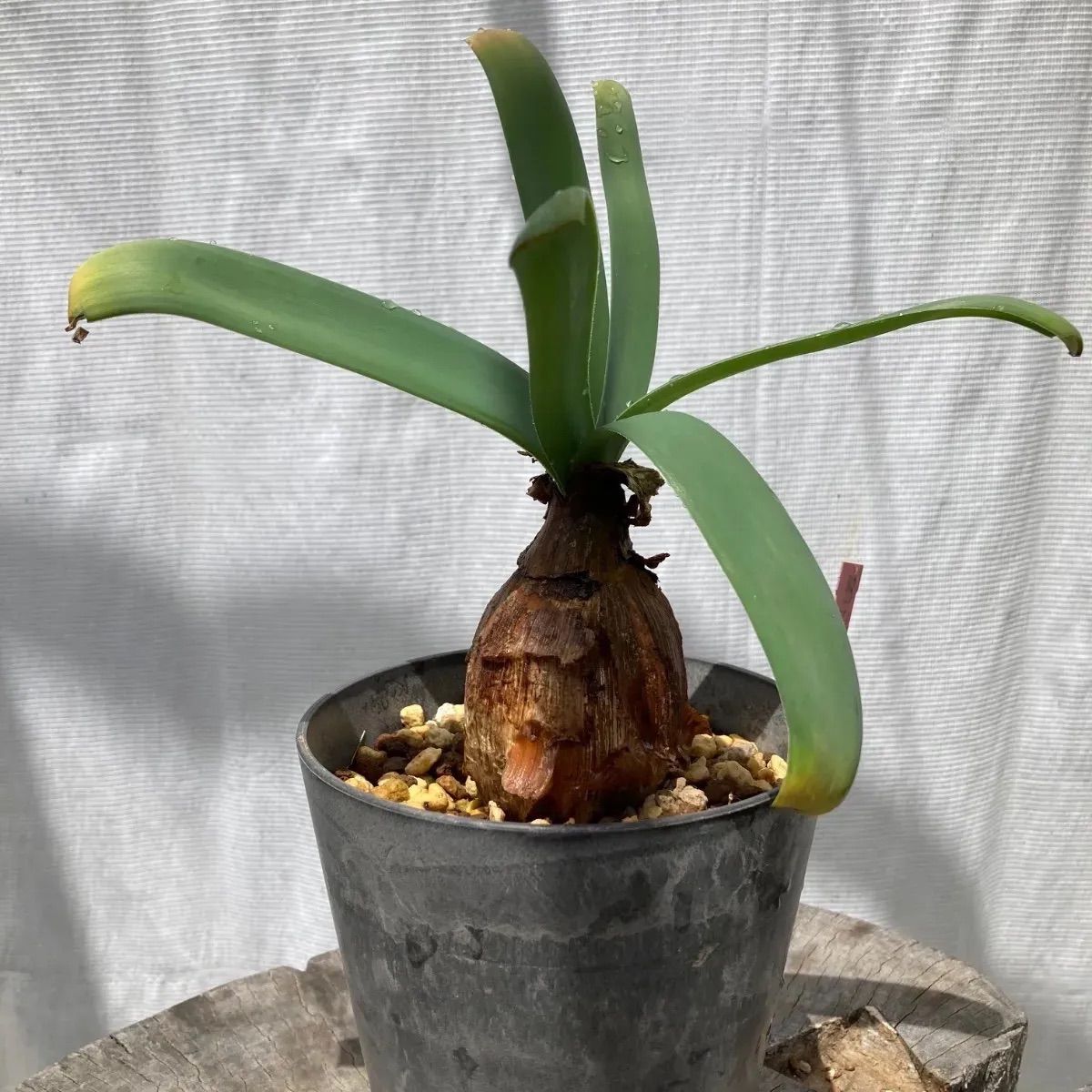 観葉植物 ケープバルブ アモカリス アンゴレンシス(9990)