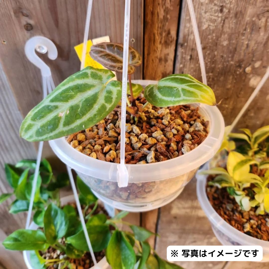 ネガミエル AIR【 1鉢 】透明の吊り鉢！らくらくメルカリ便 - メルカリ