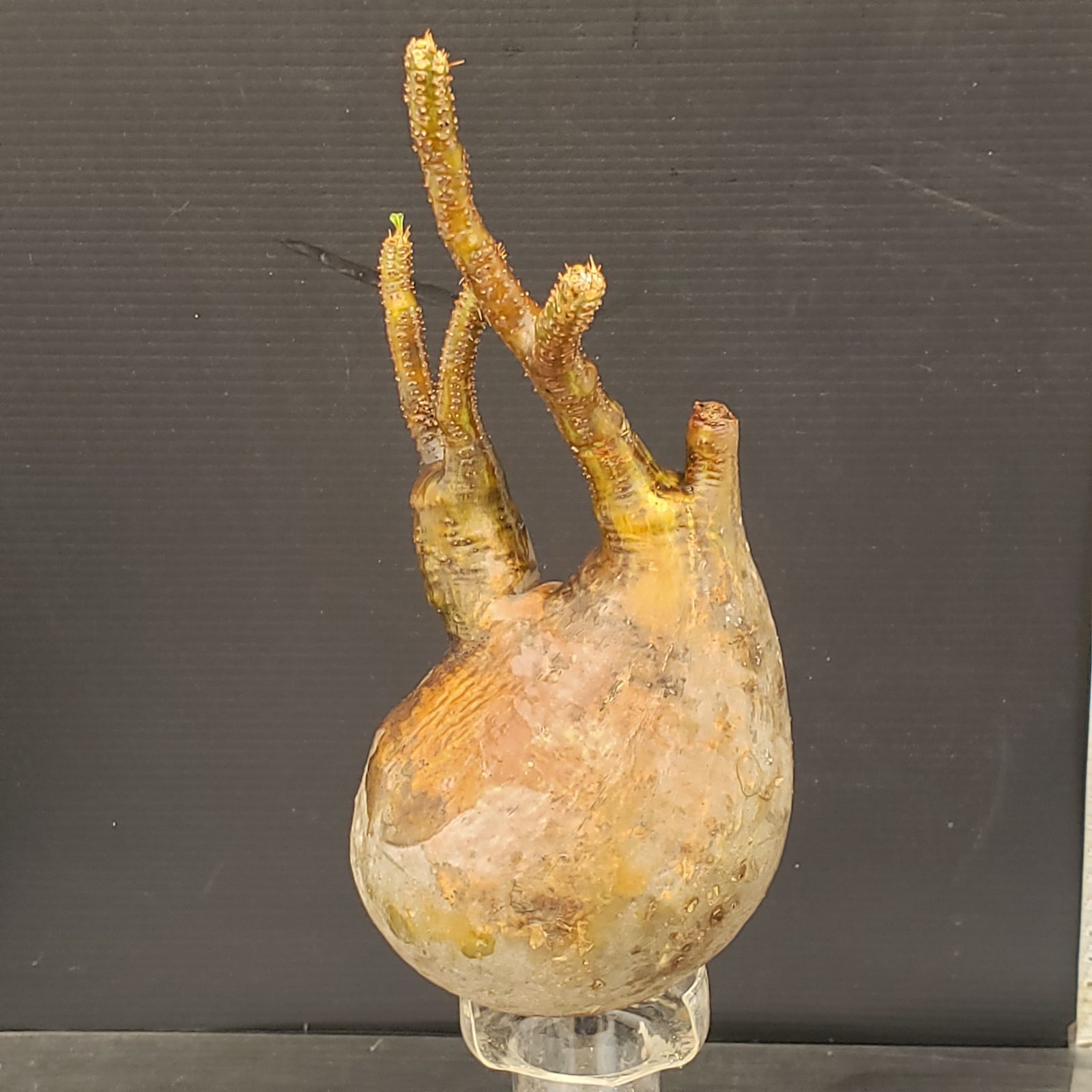 J528【最新到着】Pachypodium グラキリス（S）（現地球・抜き苗