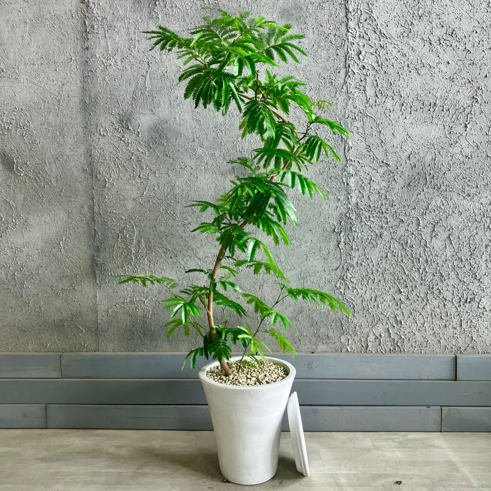 美形 大型 エバーフレッシュ S字仕立て バルーン陶器鉢 植え込み発送