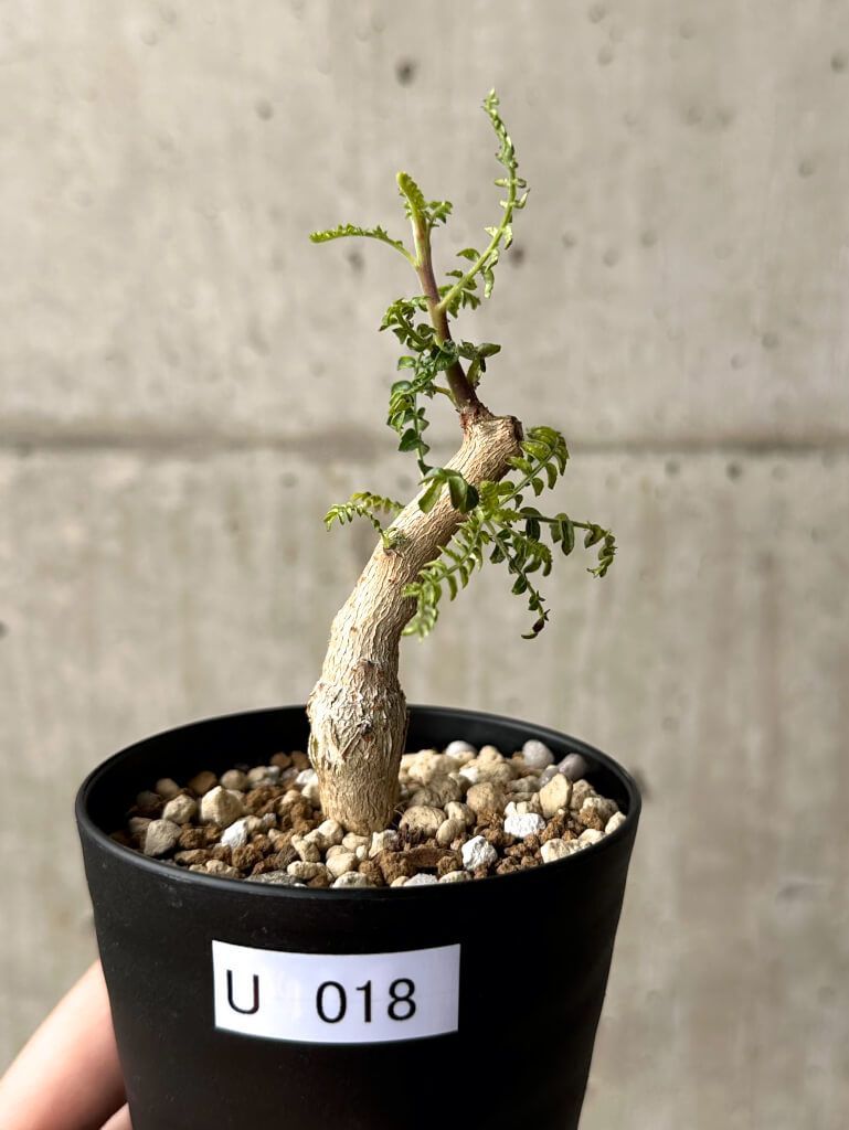 同級生 恋愛専科 ラジオ大阪 サイン色紙