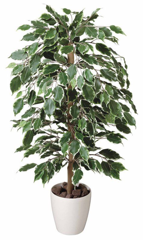 F◾︎流れ星 様◾︎ 雅×2 セルフ苗 2度の夏越し苗