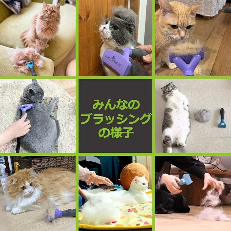 テトラ Tetra
