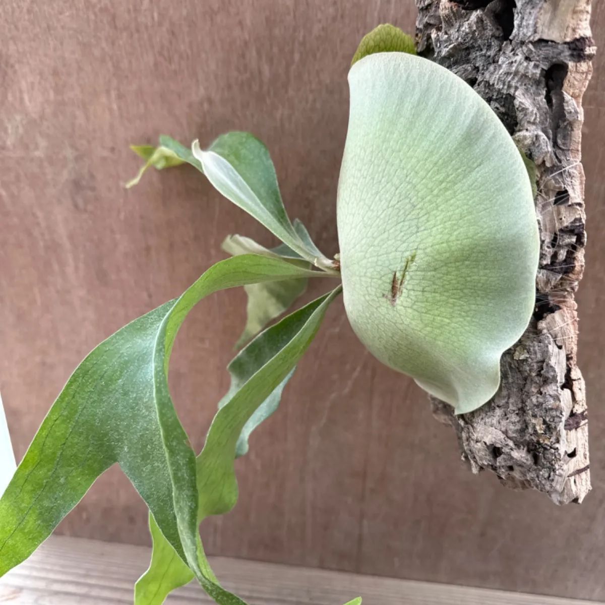 ビカクシダ P.hiilii'Nampu'ヒリーナンプ 【公式通販】 ビカクシダ P.hiilii'Nampu'ヒリーナンプ 【公式通販】