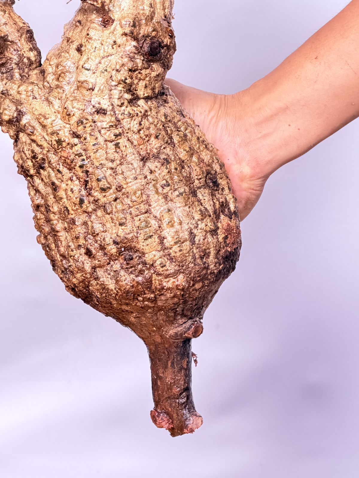 A140 Maison de Madagascar オペルクリカリア パキプス ベアルート株 マダガスカル選抜 Operculicarya pachypus パキプス コーデックス