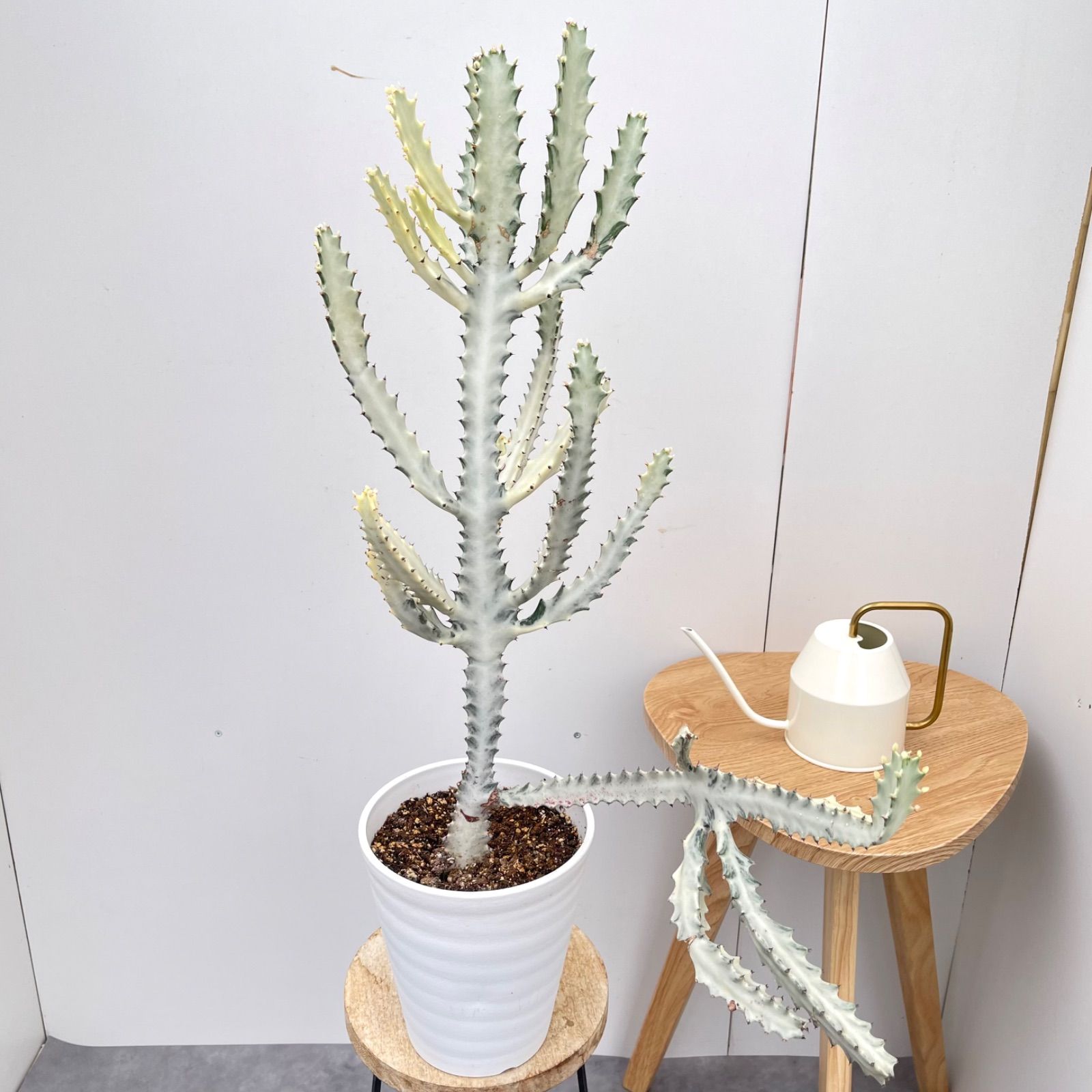 ユーフォルビア　ホワイトゴースト　3【現品】☆希少☆ 観葉植物　室内 楽天市場】ユーフォルビア ホワイトゴースト 3号 白い幽霊