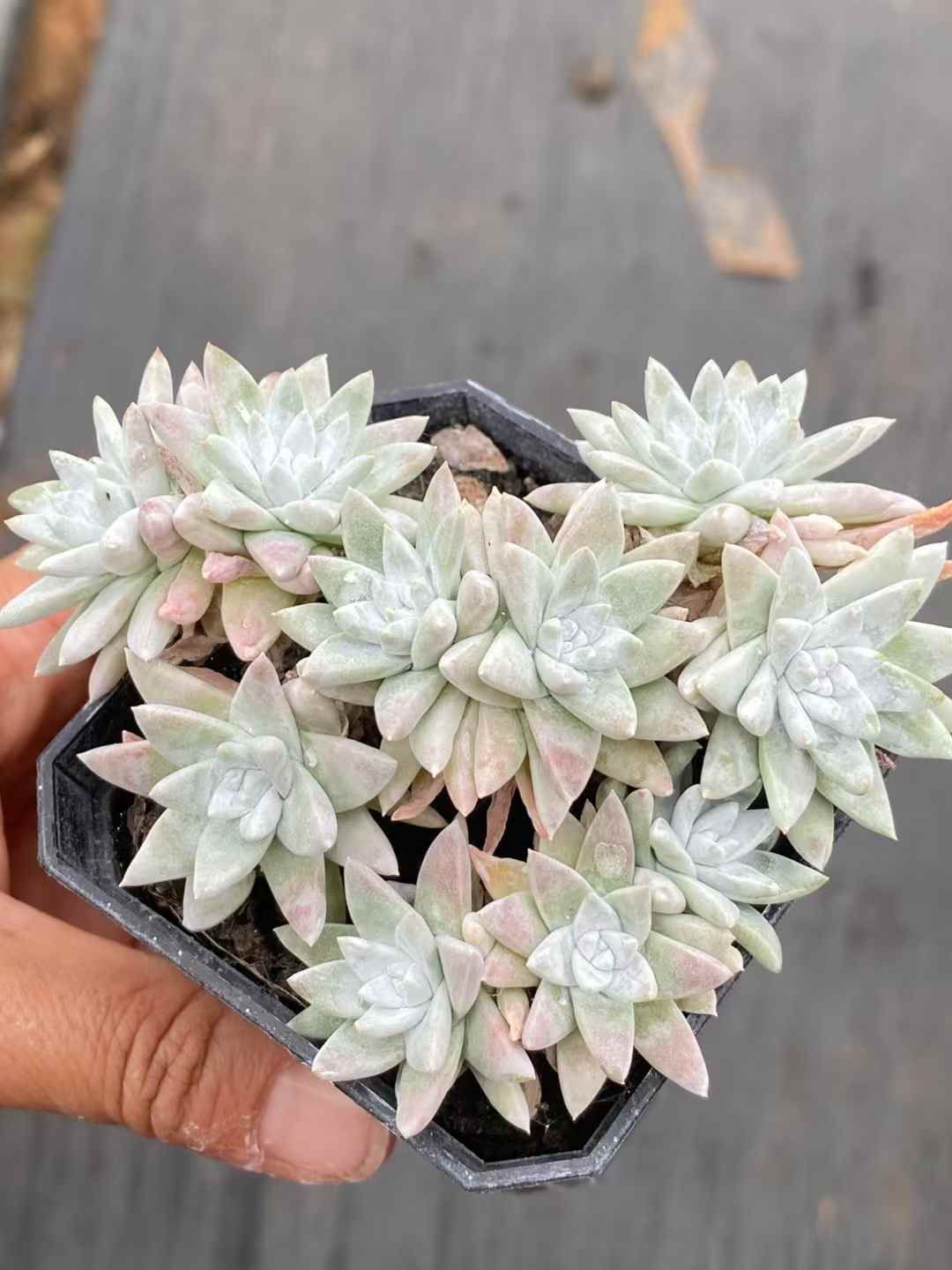 抜き苗 ホワイトキク QS1009×40株 ふっくら 多肉植物 エケベリア 抜き苗 ホワイトキク QS1009×40株 ふっくら 多肉植物 エケベリア