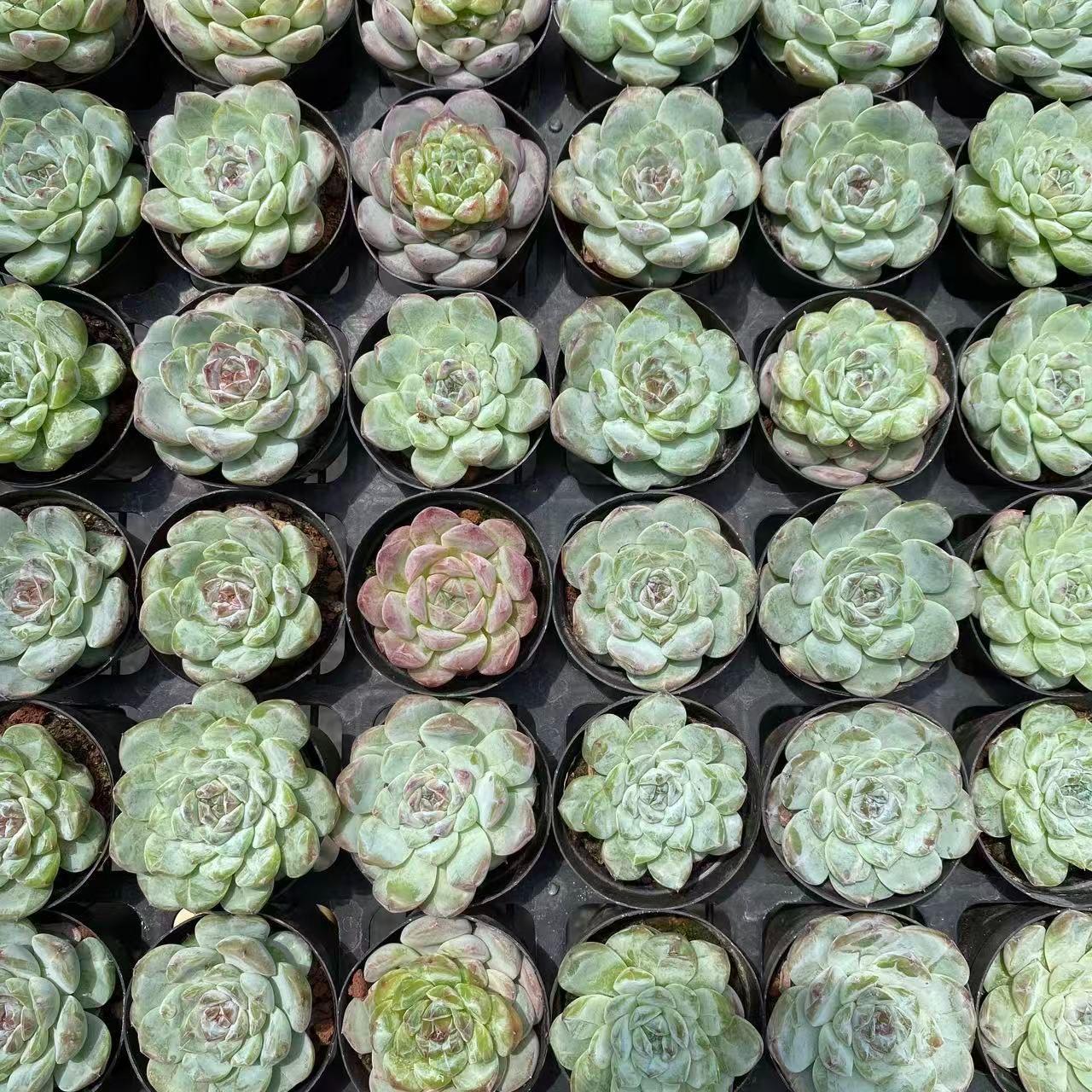 多肉植物　エボニー　韓国苗 レッドエボニー | E-TANIKU（イータニク）