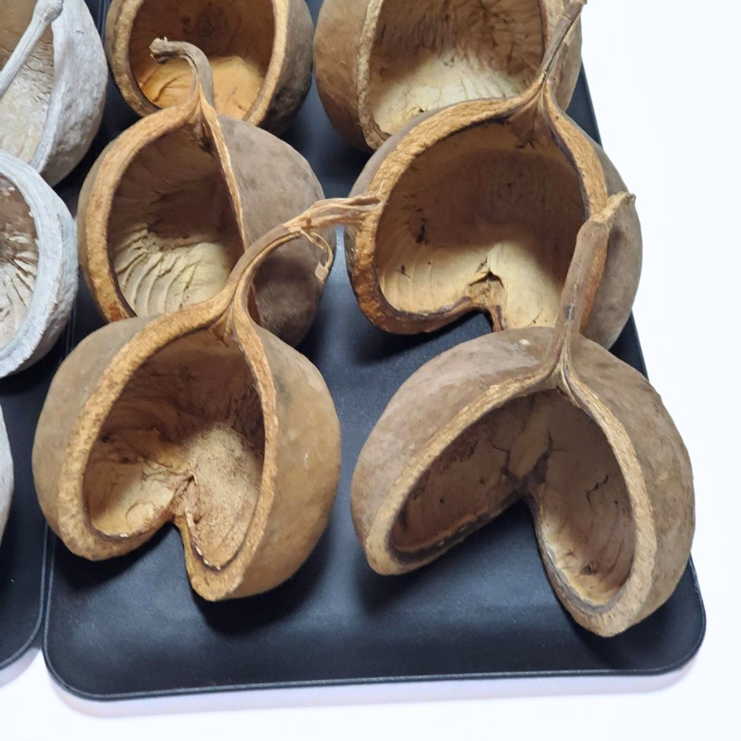 ブッダナッツ 割引有 16個セット L ウォッシュホワイト 大地農園 ブッダナッツ 割引有 16個セット L ウォッシュホワイト＆ナチュラル