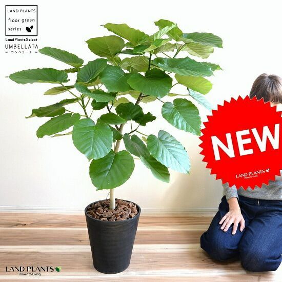 観葉植物 【特選】 ウンベラータ 8号 割れない （黒色） セラアート鉢