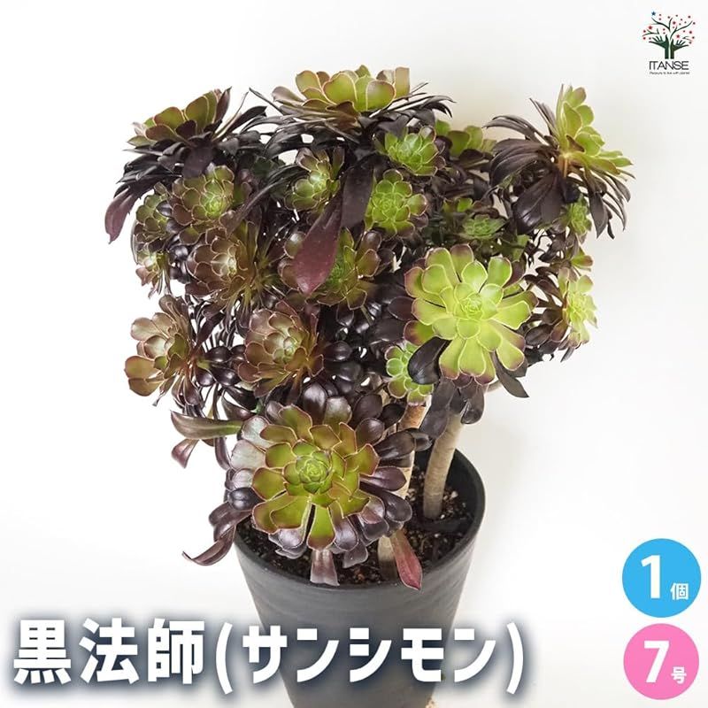 ♥ ＩＴＡＮＳＥ 黒法師 7号 1個売り 品種で選べる多肉植物 別名 サンシモン●葉は光沢を持ち 黒紫色に色変わりする美しい品種 冬型の多肉植物で 夏に休眠します 茎の上部にロゼット状の葉をつける点が特徴で 花が咲いているような草姿が楽しめます 0
