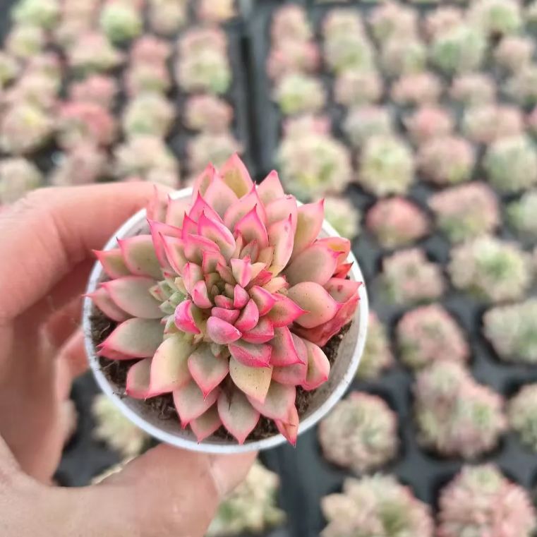 24株の抜き苗セット】ロビン 多肉植物 佐川急便発送 エケベリア 韓国苗