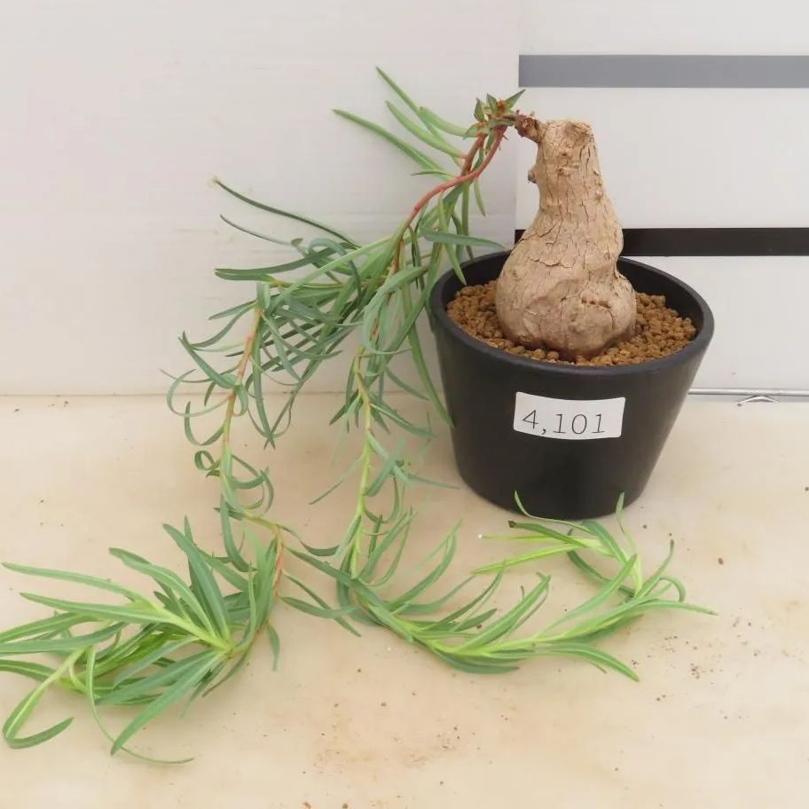 4101 「多肉植物」ユーフォルビア トリカデニア 植え【発根開始・Euphorbia trichadenia・芽吹き・塊根植物】 - メルカリ