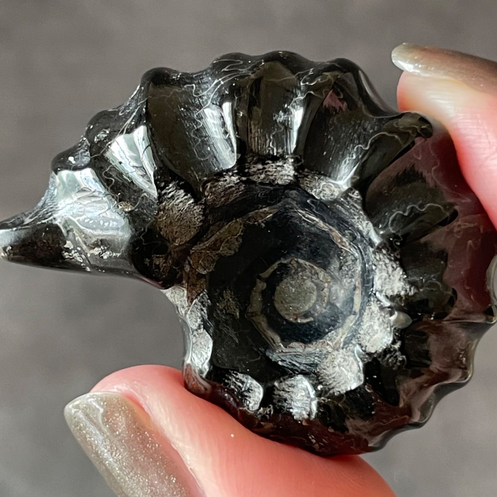 Ammonite アンモナイト|化石|天然石 パワーストーン 鉱物 gem