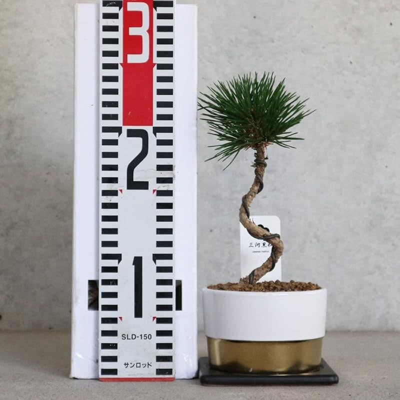 三河黒松 盆栽仕立て