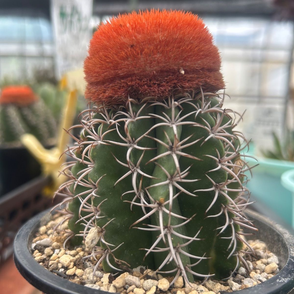 訳アリ※ メロカクタス サボテン科 抜き苗にて発送 - メルカリ