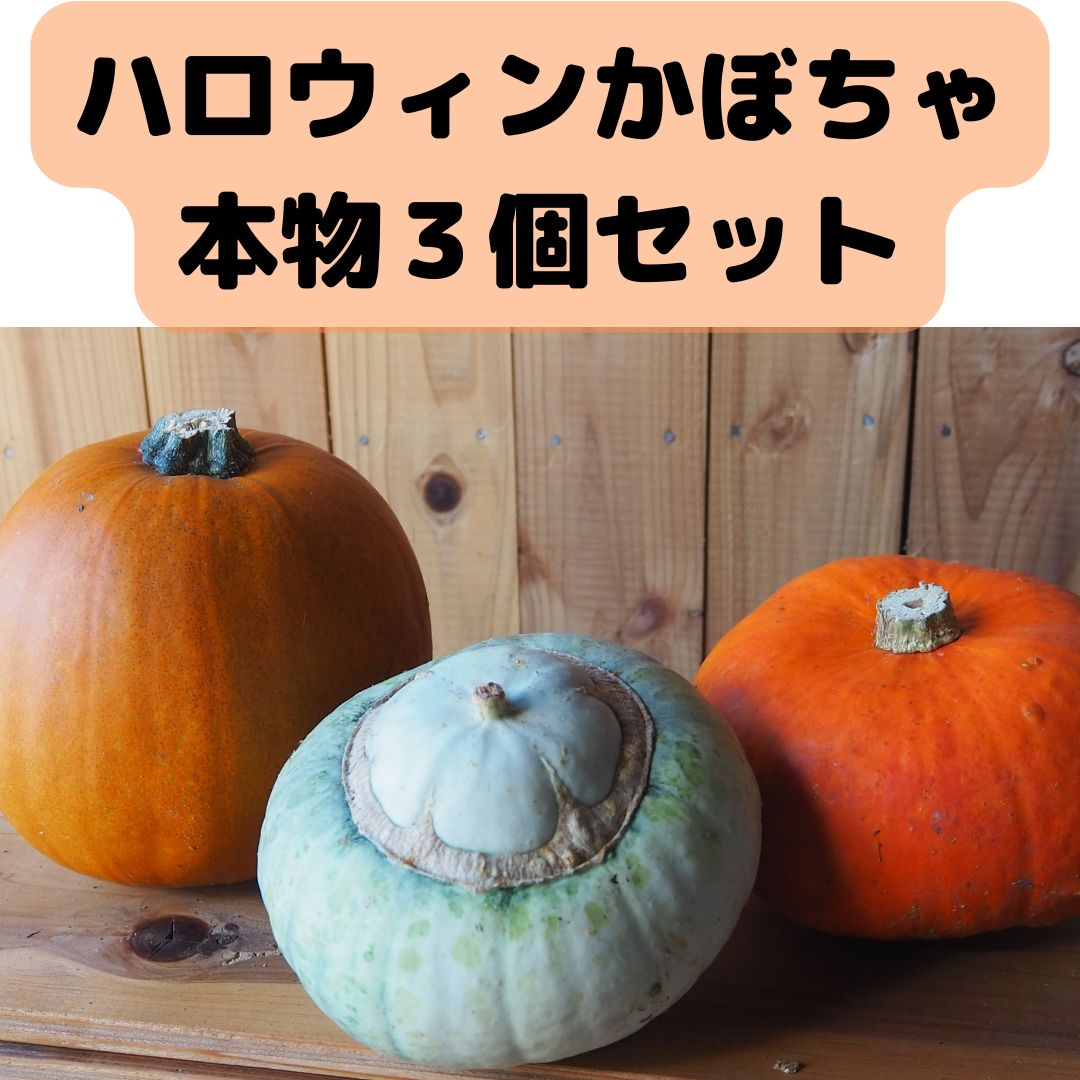 ハロウィンかぼちゃ本物 - 年中行事