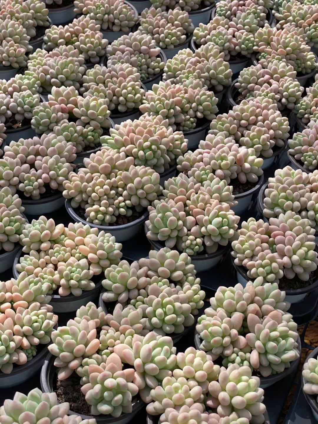 QS1038×30 ロココ 抜き苗 多肉植物 アエオニウム エケベリア 韓国苗 YUZUMIYA_COM