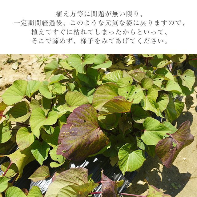 べにはるか苗