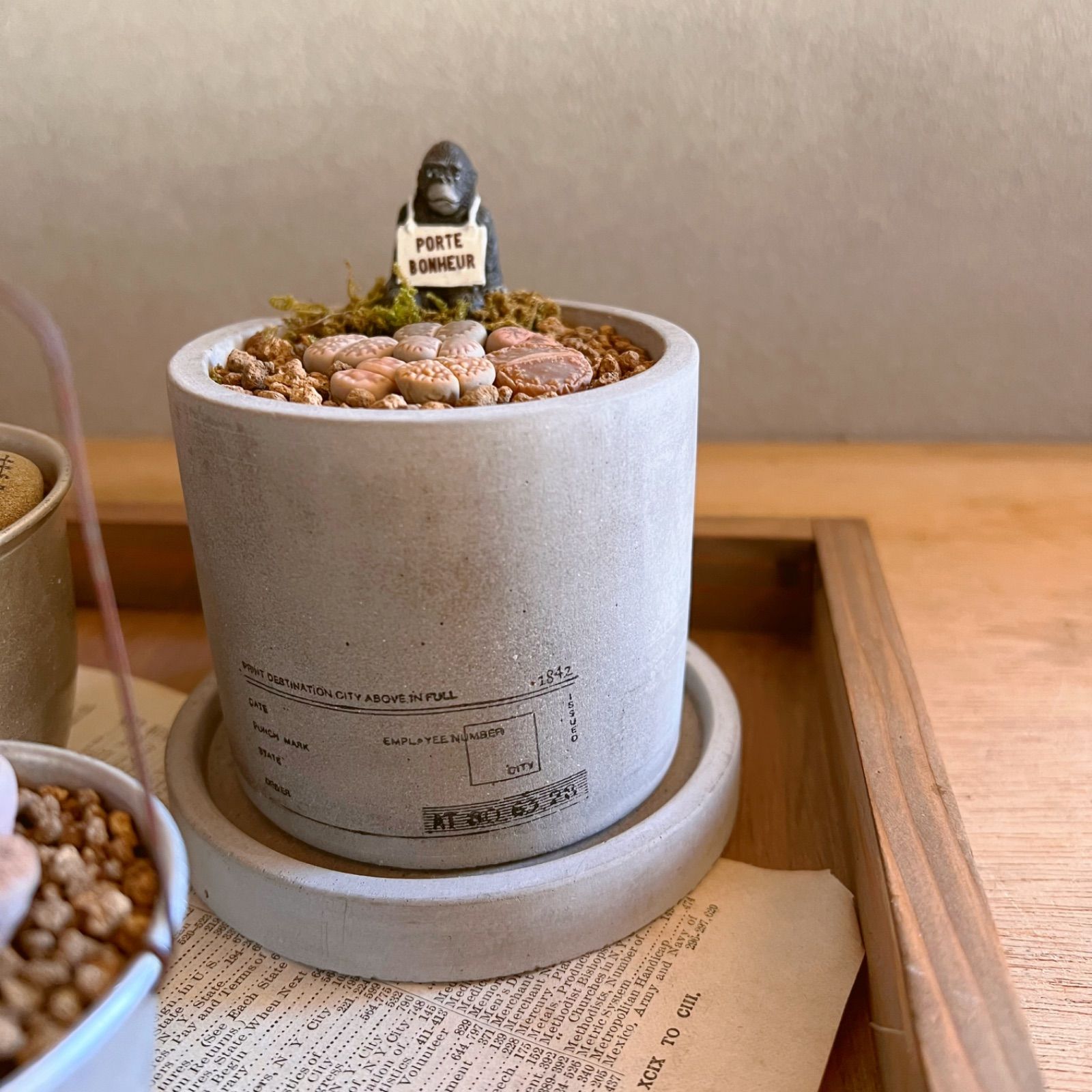 多肉植物の寄せ植え リトープス三昧セット - メルカリ