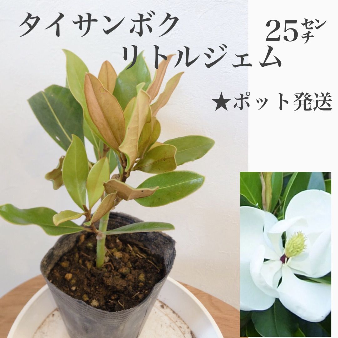 タイサンボク リトルジェム(苗木) タイサンボクリトルジェム5号挿木苗
