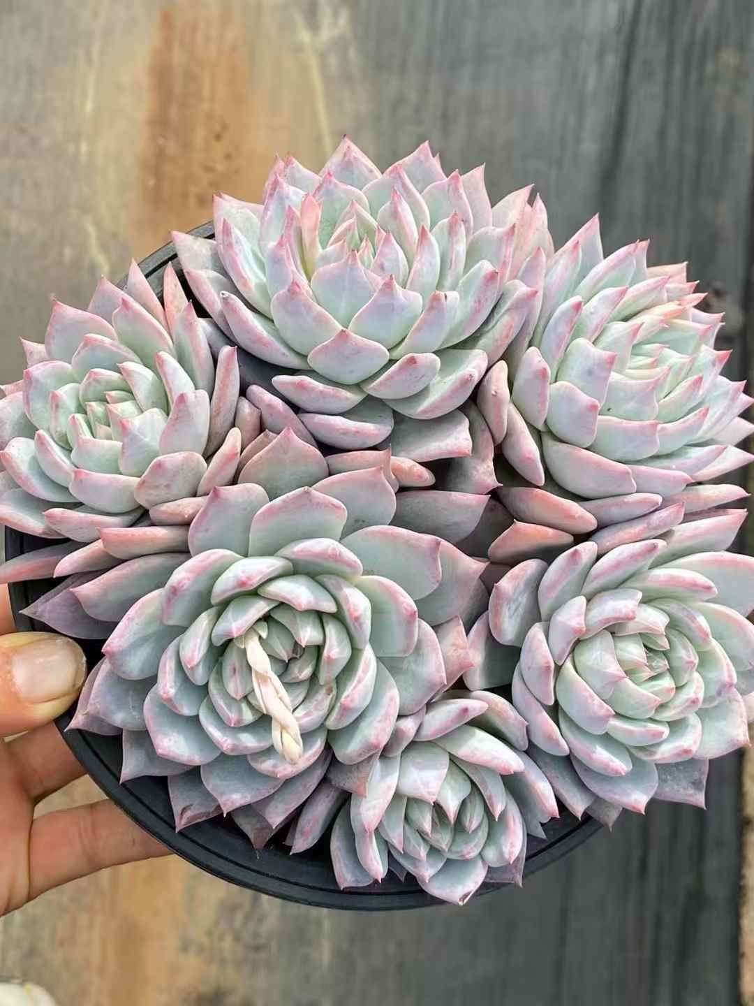 新入荷 雪顔 鮮やかな105苗セット 土と根付き 多肉植物 エケベリア