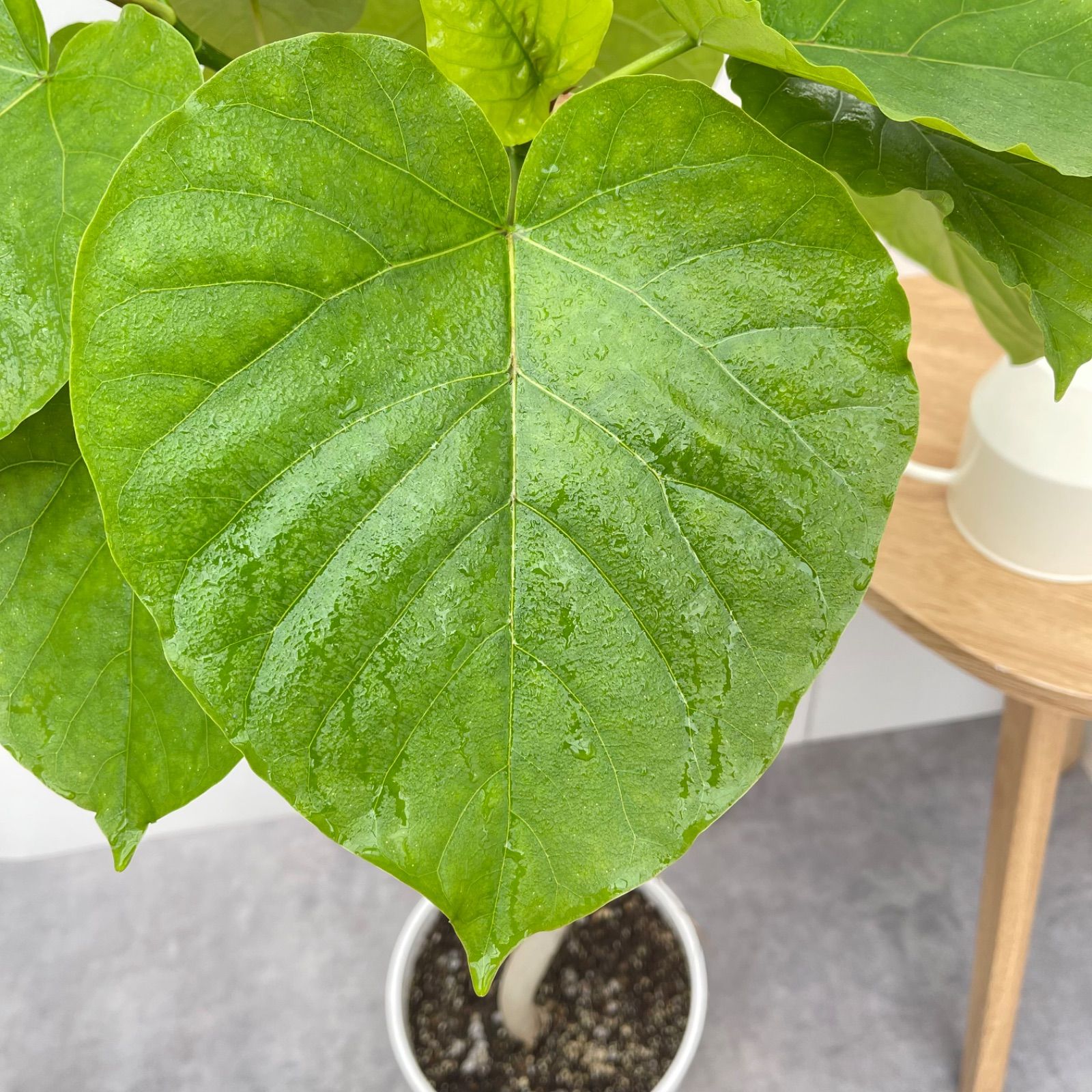 ［現品］☆おすすめ☆ 4番　フィカス　アルテシマ　曲がり　8号　観葉植物　室内 現品］4番 大人気！ フィカス アルテシマ 曲がり 8号 観葉植物