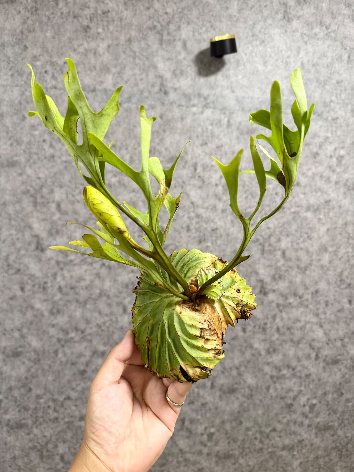 P.ridleyi wild M*s様 P. Ridreyi wild コルク付き P.ridleyi WILD 板