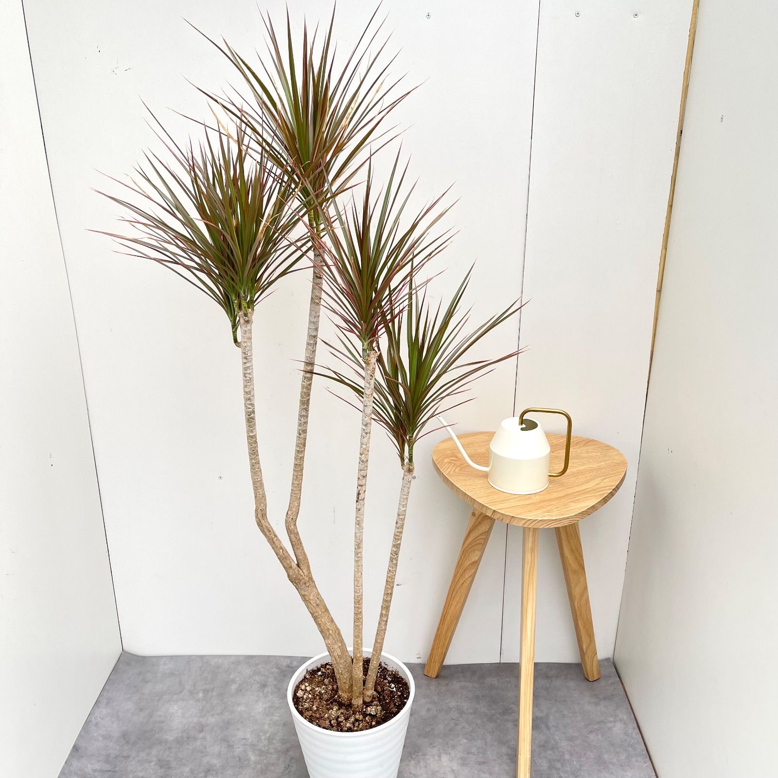 ドラセナ コンシンネ レインボー 3 現品 観葉植物 室内 大型