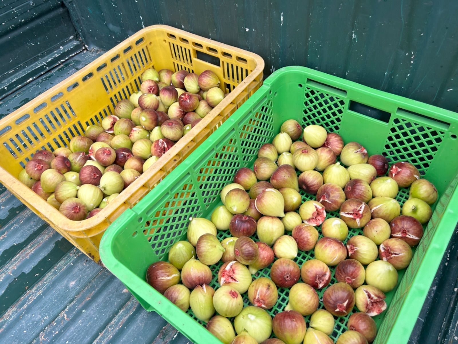 【クール便】いちじく　農家直送　採れたて新鮮　2kg