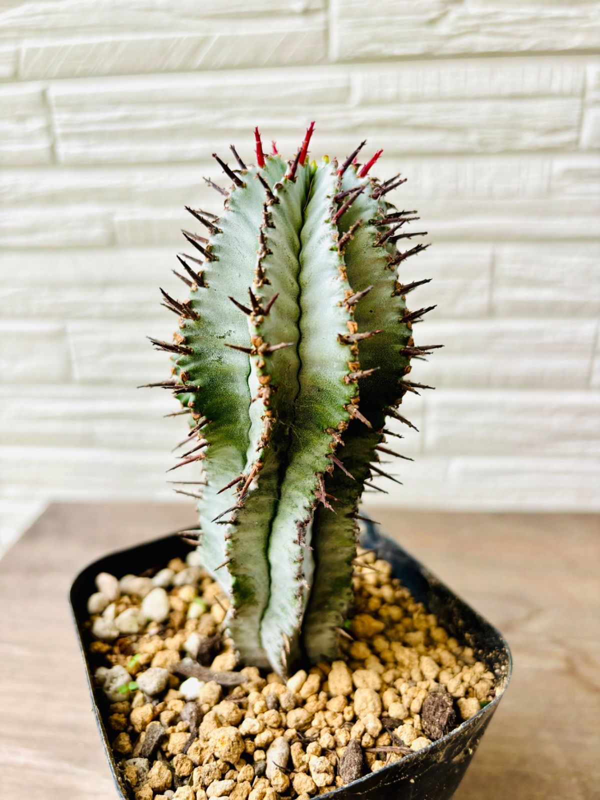 ポリゴナ スノーフレーク 特選 美株 - メルカリ