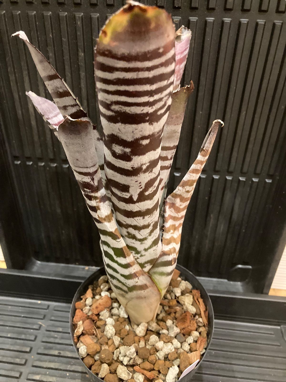 エクメア Aechmea chantinii Black Ebony hybrid - メルカリ